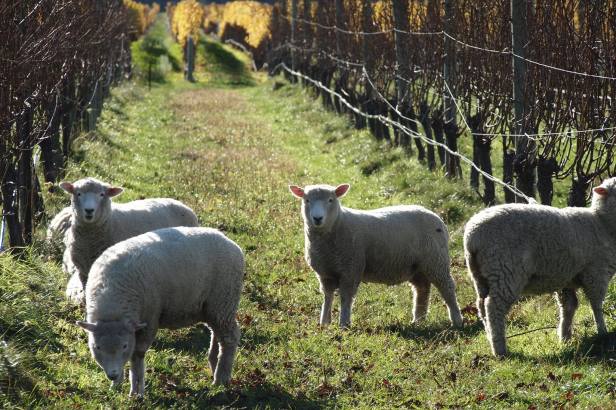 19143876_468544156830419_8633896396352251081_o