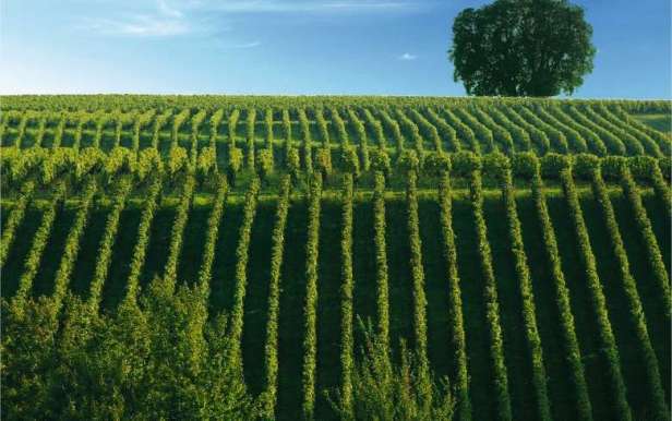 SAINT-EMILION-POMEROL-FRONSAC-4_format_780x490