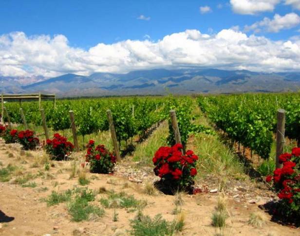 rose20bushes20in20vineyard