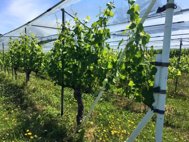 19145847_845697758920619_6138680249999103649_n