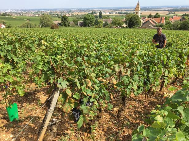 14352246_1361865413838746_5193977054867390234_o