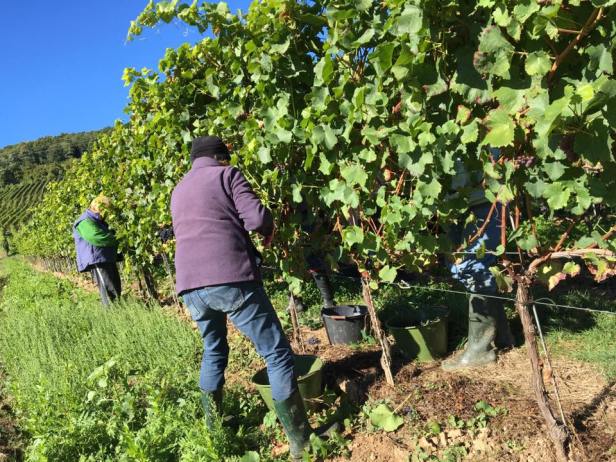 14517600_1380441401981147_5438774423012964206_n