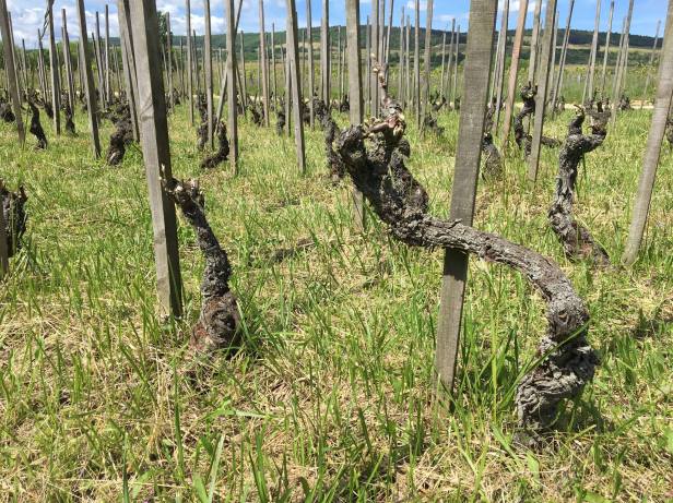 18588812_1698335233525094_5964787411551375840_o